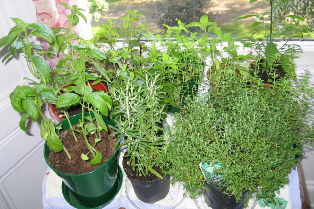 Herbs and Spices of Cyprus - more than 600 different types exist in Cyprus