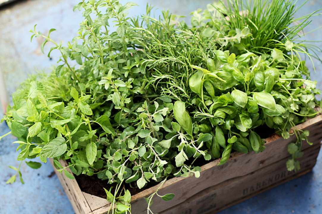 Herbs and Spices of Cyprus - more than 600 different types exist in Cyprus