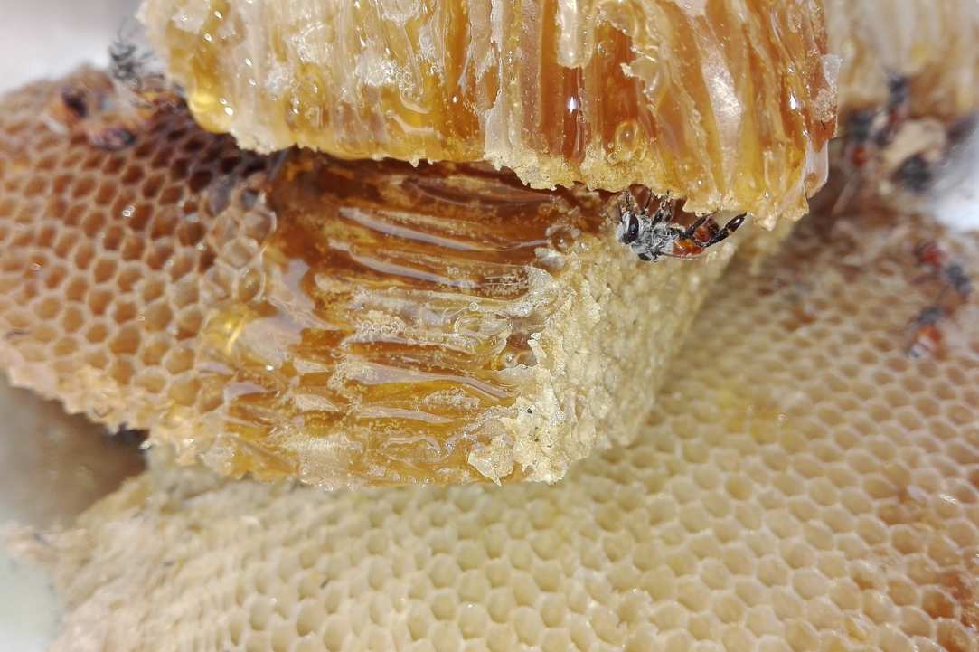 Honey and Beekeeping Festival