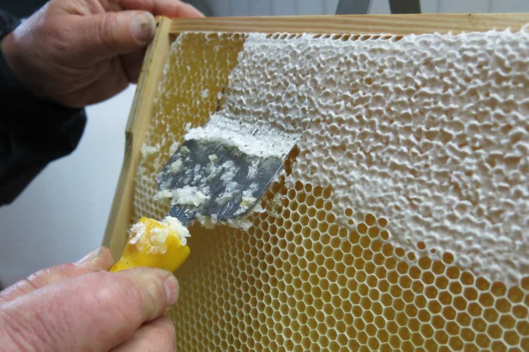 Honey and Beekeeping Festival