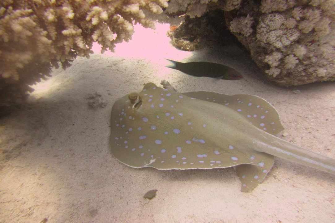 How dangerous scuba diving Is?