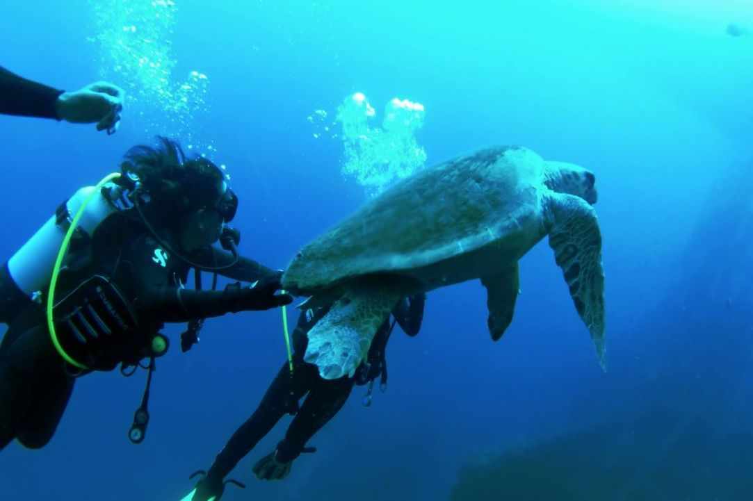 Fun Dive