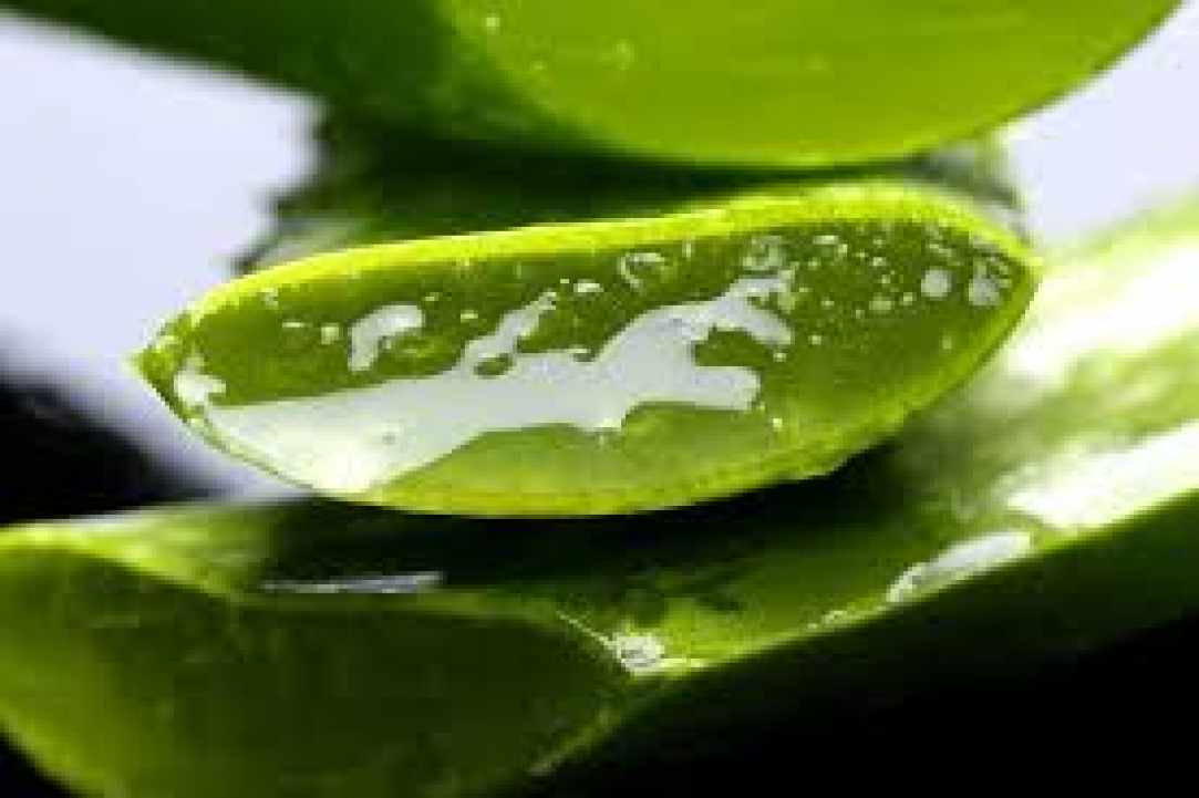 The amazing benefits of aloe vera