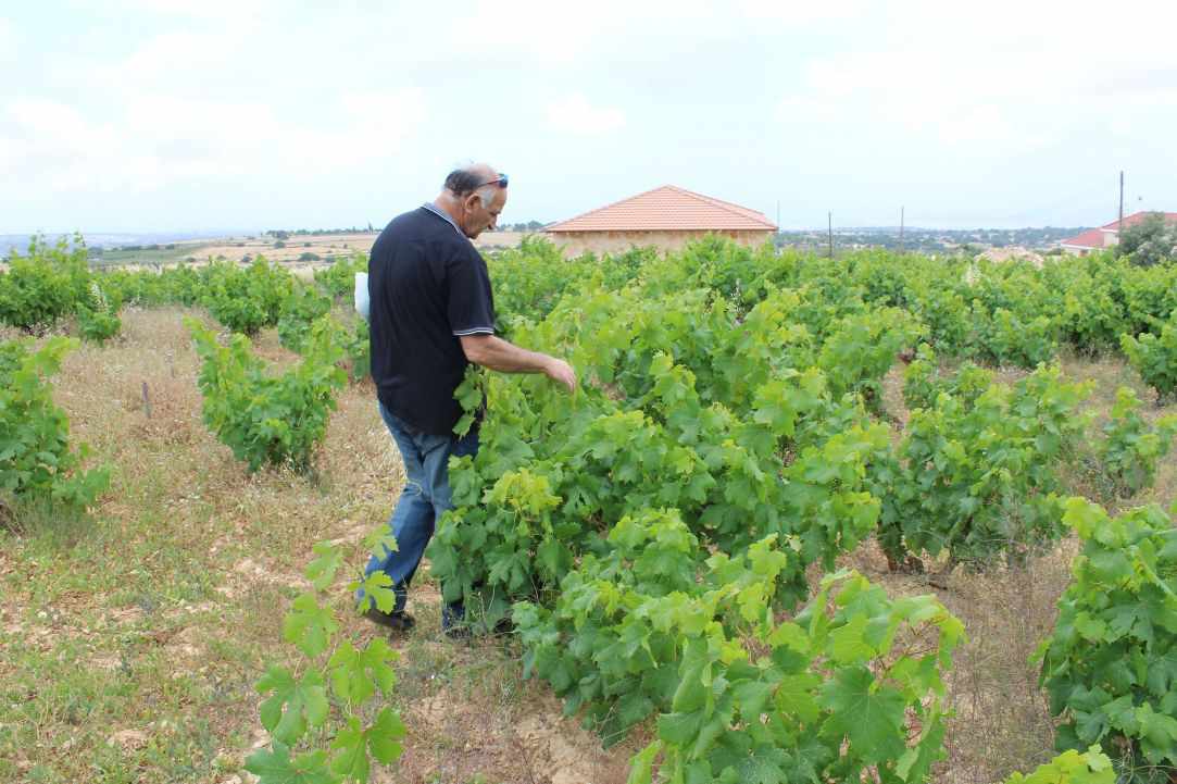 How to harvest and prepare vine leaves.