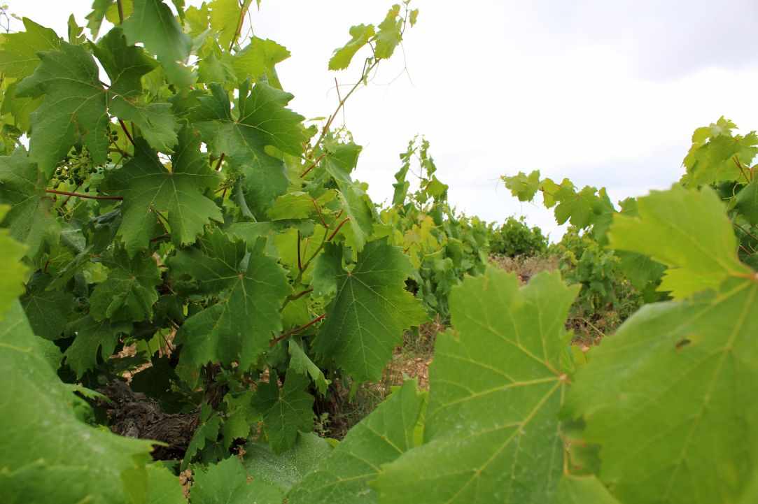 How to harvest and prepare vine leaves.