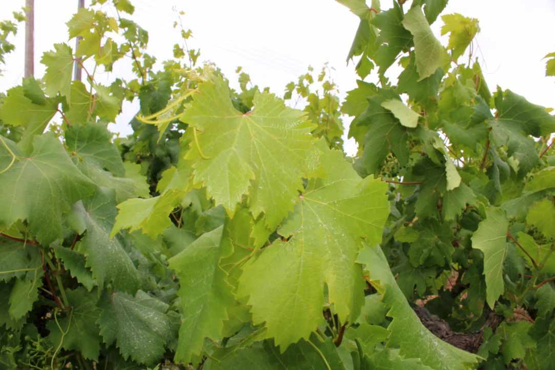 How to harvest and prepare vine leaves.