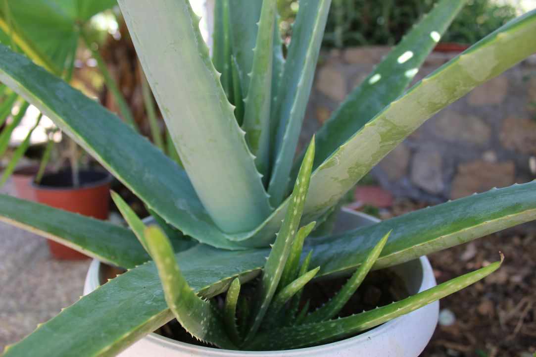 What scientists say about Aloe Vera?