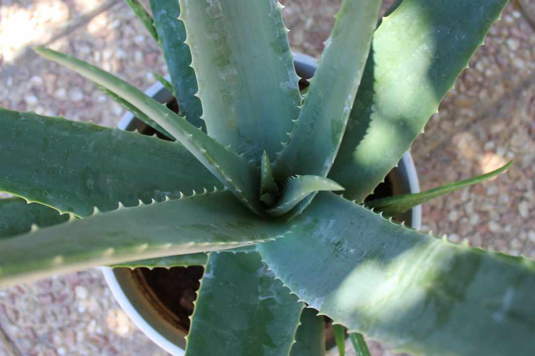 What scientists say about Aloe Vera?