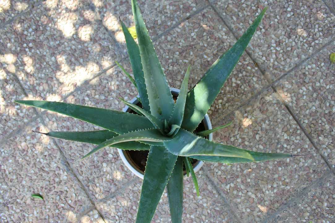 What scientists say about Aloe Vera?