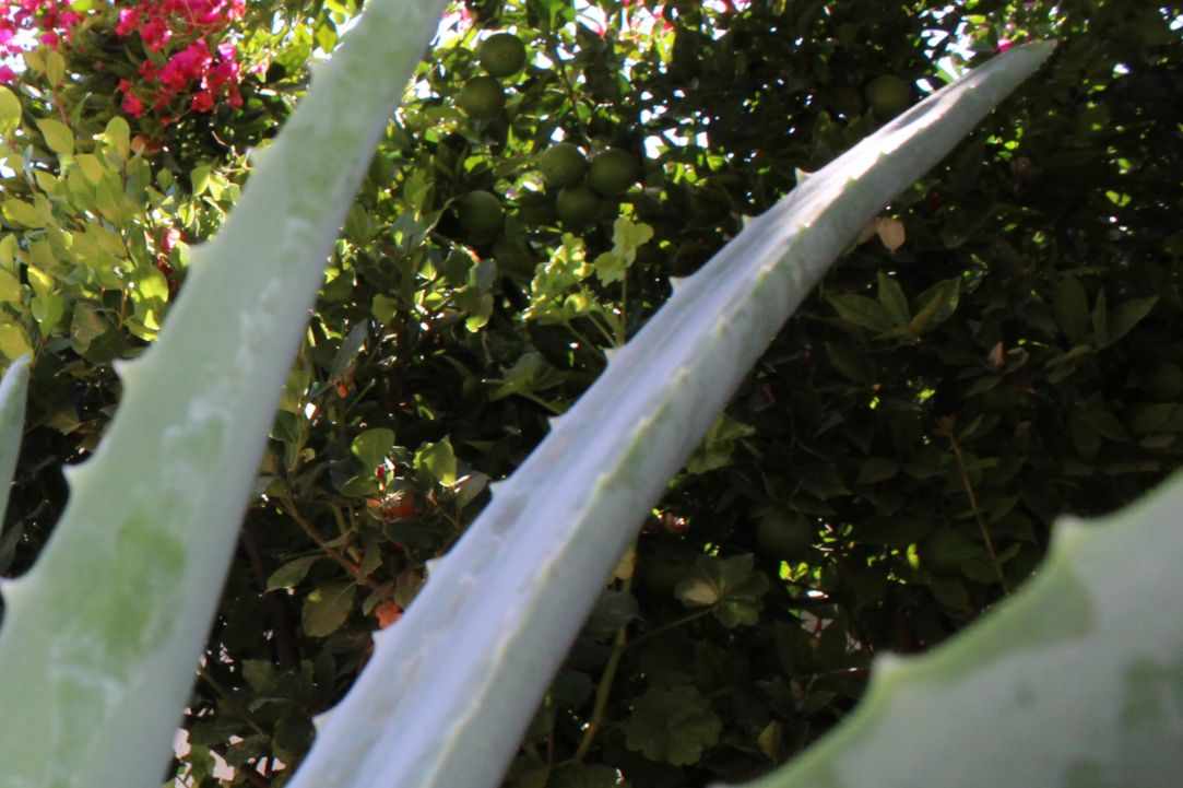 What scientists say about Aloe Vera?