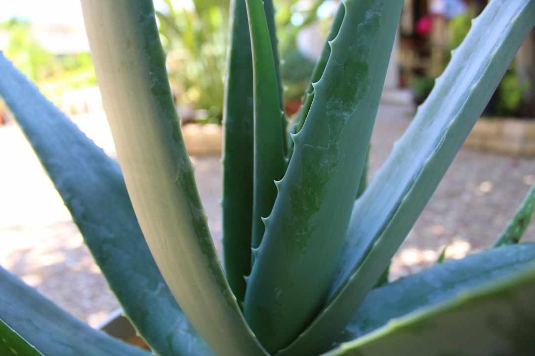 What scientists say about Aloe Vera?