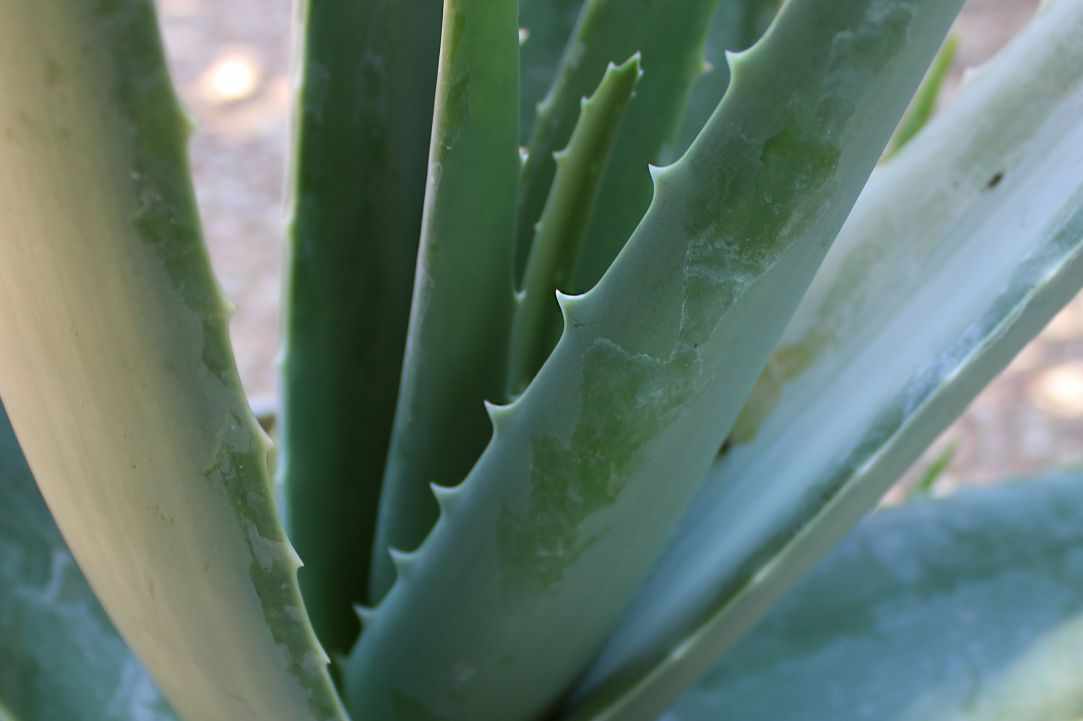 What scientists say about Aloe Vera?