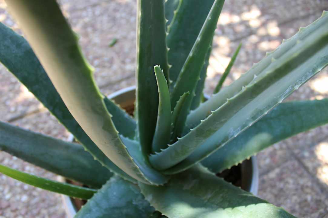 What scientists say about Aloe Vera?