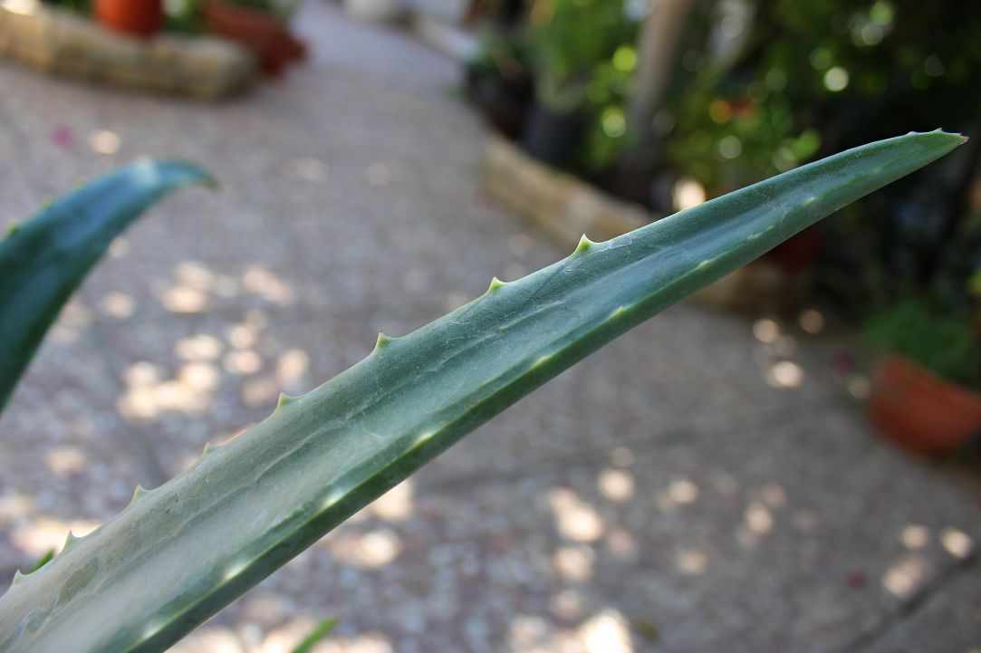 What scientists say about Aloe Vera?
