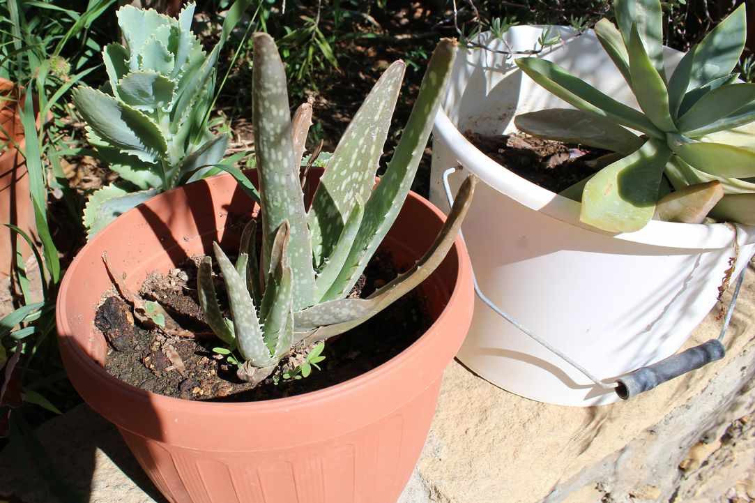 What scientists say about Aloe Vera?