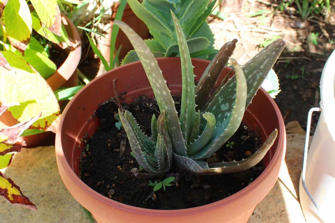 What scientists say about Aloe Vera?