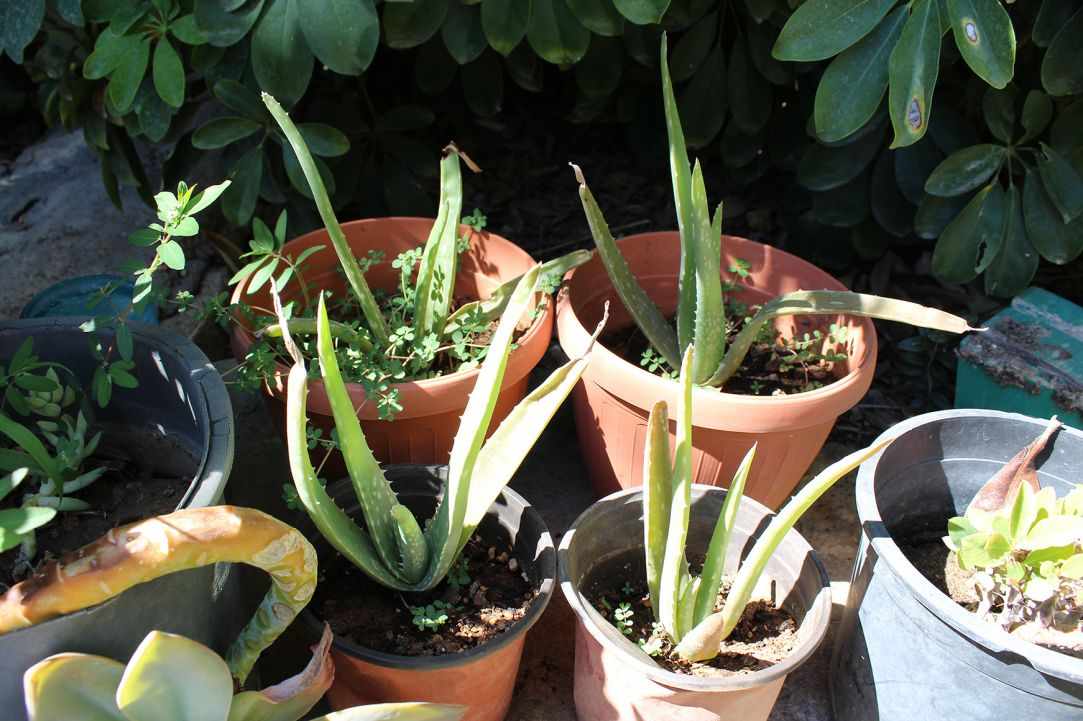 What scientists say about Aloe Vera?
