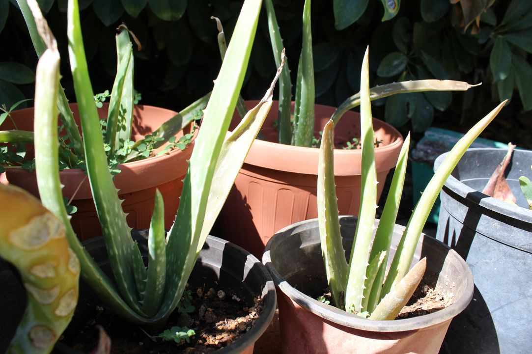 What scientists say about Aloe Vera?