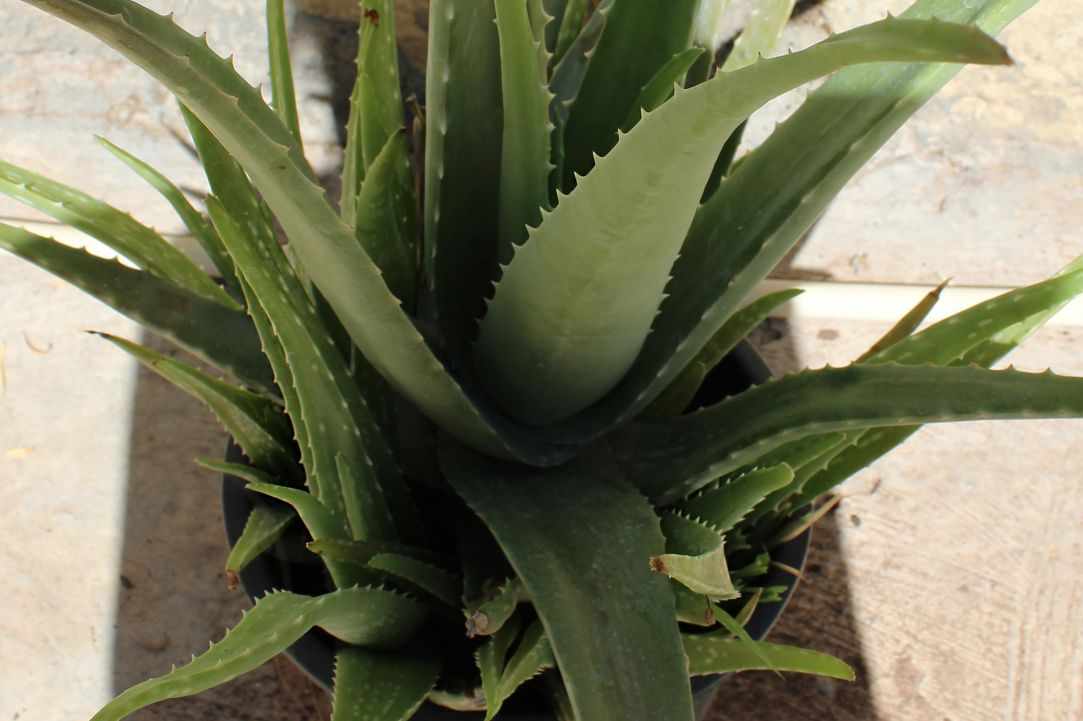 What scientists say about Aloe Vera?