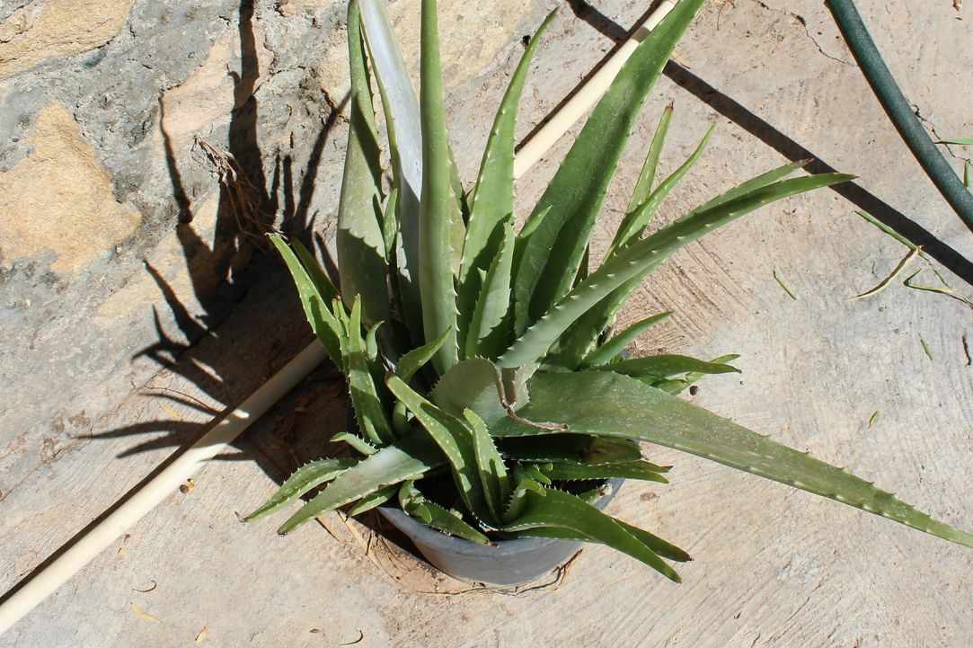 What scientists say about Aloe Vera?