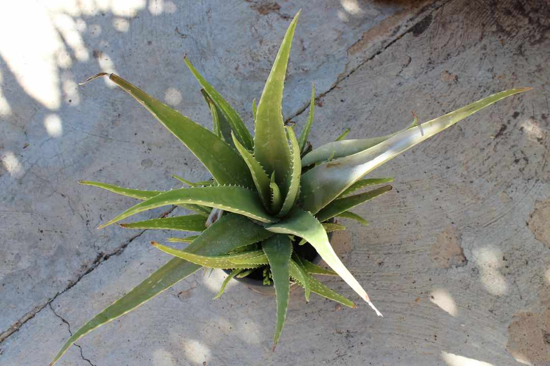 What scientists say about Aloe Vera?