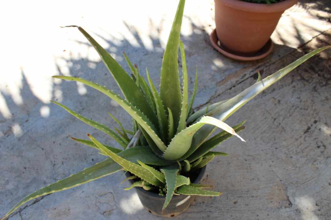 What scientists say about Aloe Vera?