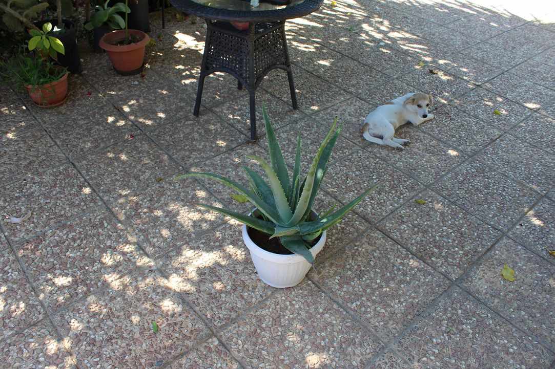 What scientists say about Aloe Vera?