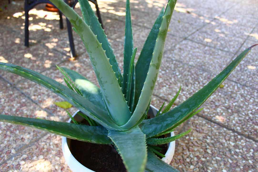 What scientists say about Aloe Vera?