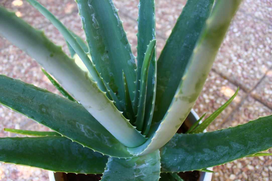 What scientists say about Aloe Vera?