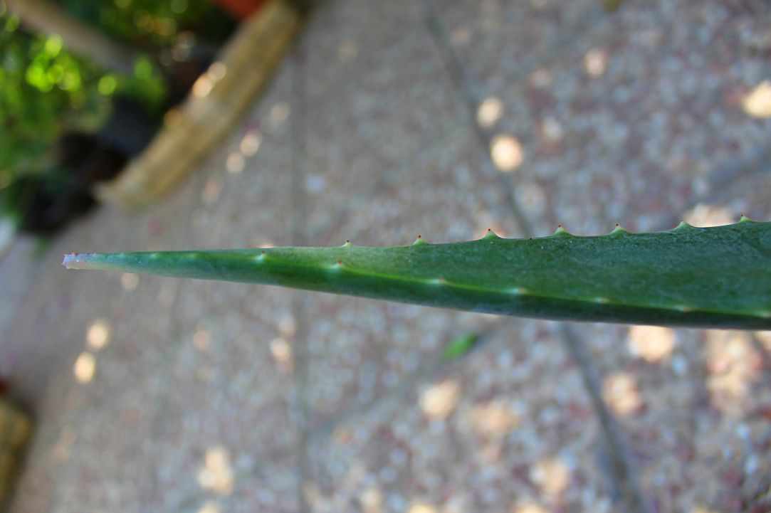 What scientists say about Aloe Vera?