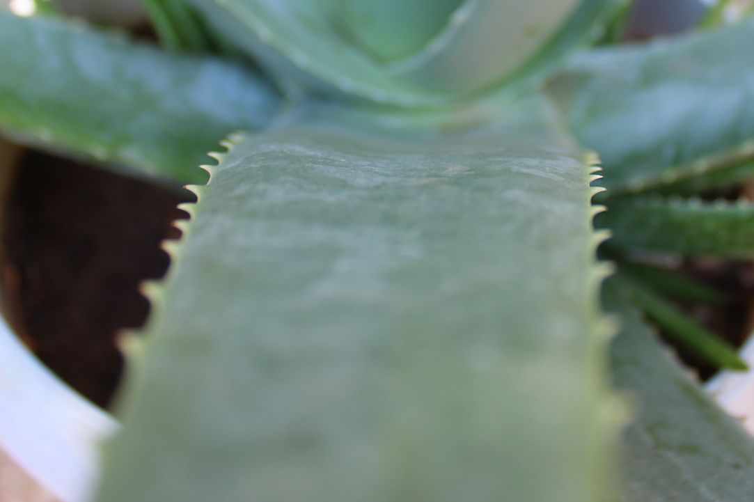What scientists say about Aloe Vera?
