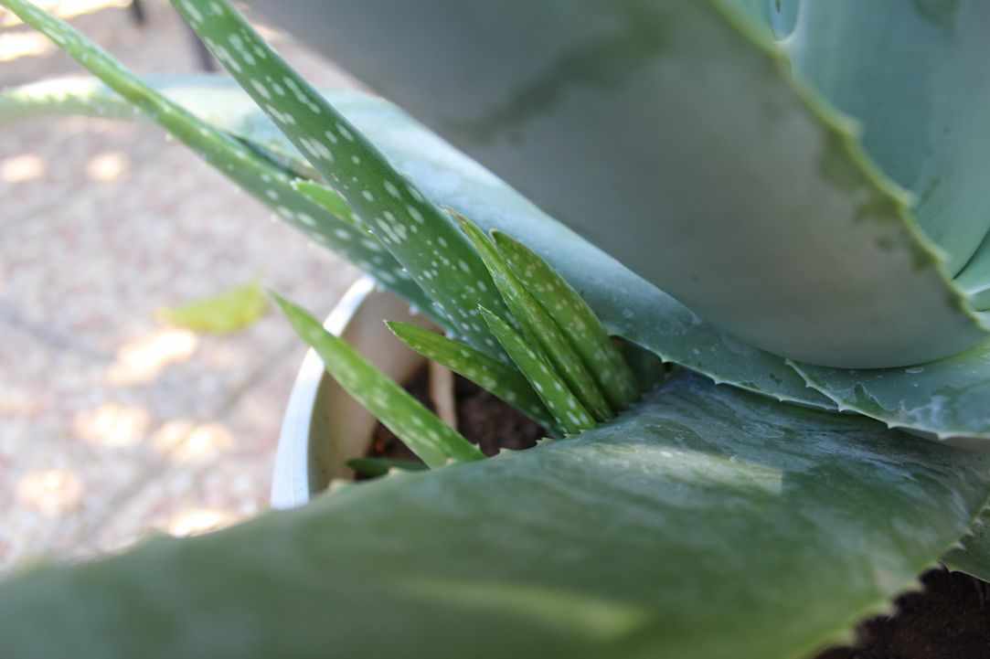 What scientists say about Aloe Vera?