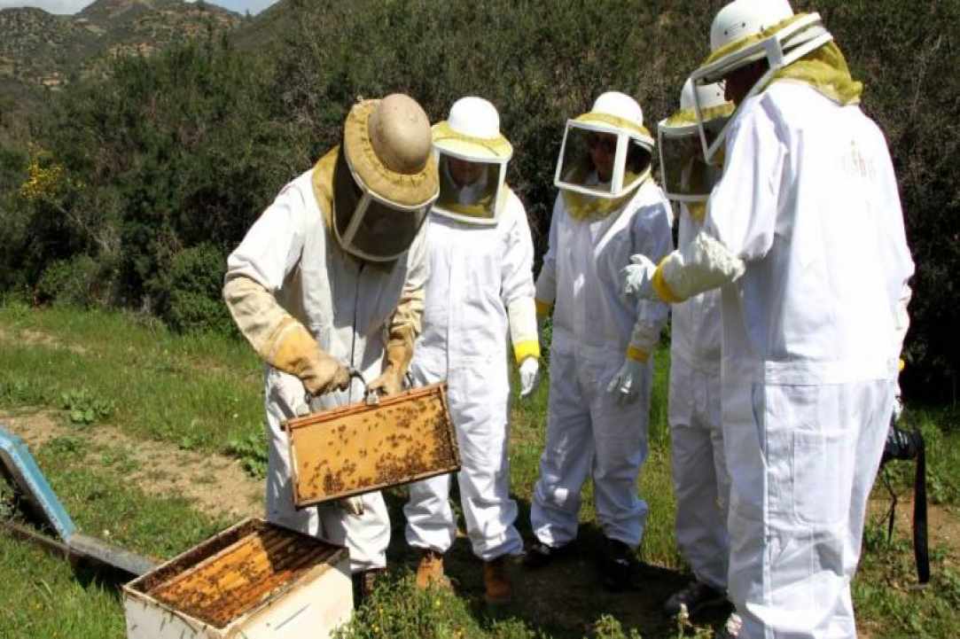 Το 1ο Παγκύπριο Φεστιβάλ Μελιού και Προϊόντων Κυψέλης είναι γεγονός 