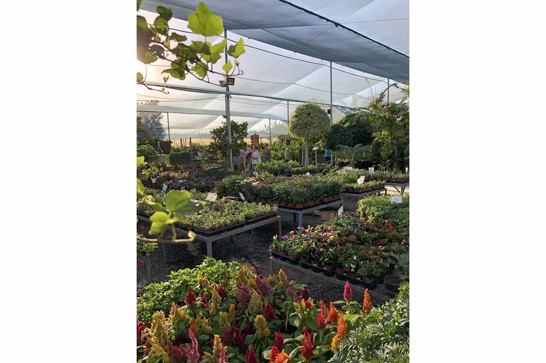 Interview with the owner of Q Gardens in Zygi