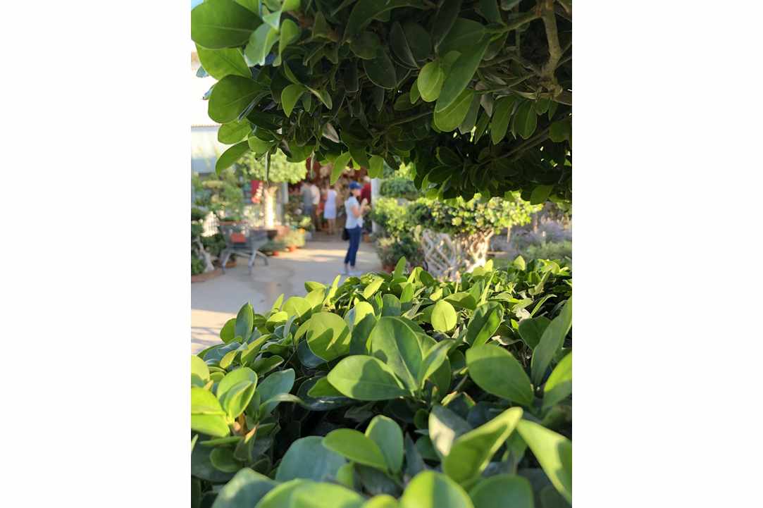 Interview with the owner of Q Gardens in Zygi