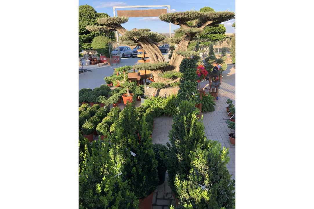 Interview with the owner of Q Gardens in Zygi