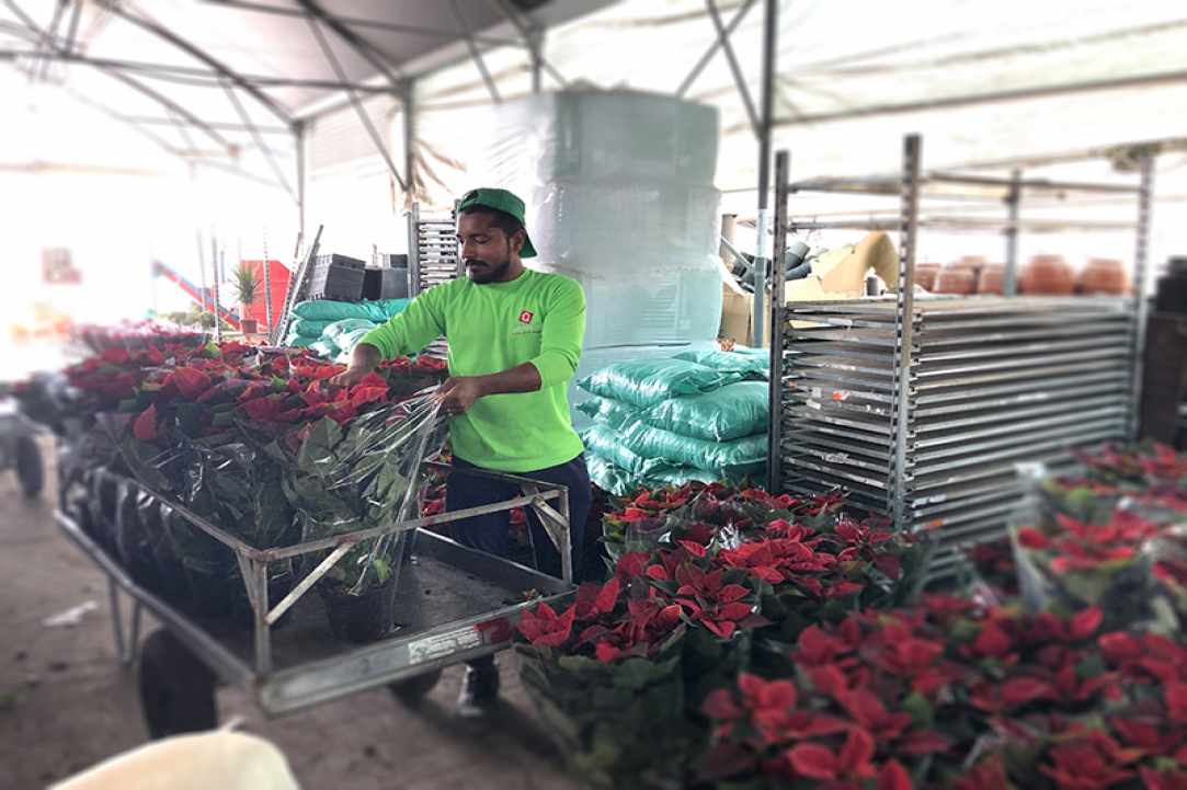 Interview with the owner of Q Gardens in Zygi