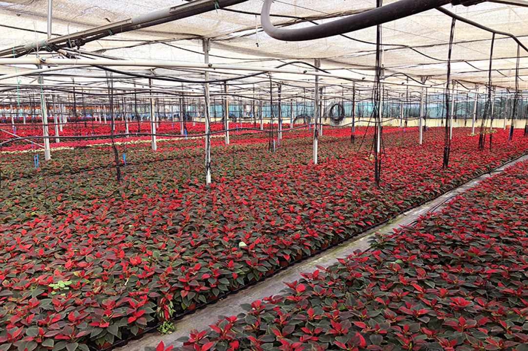 Interview with the owner of Q Gardens in Zygi