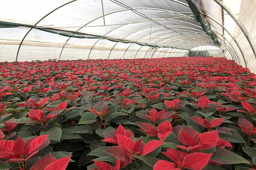 Interview with the owner of Q Gardens in Zygi