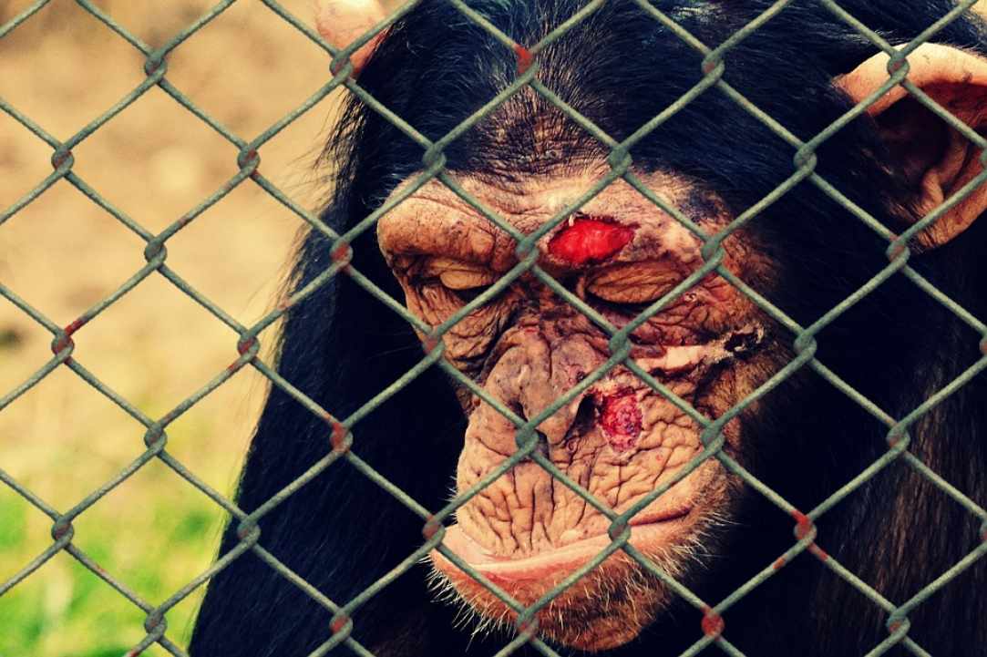 Animal welfare in Cyprus