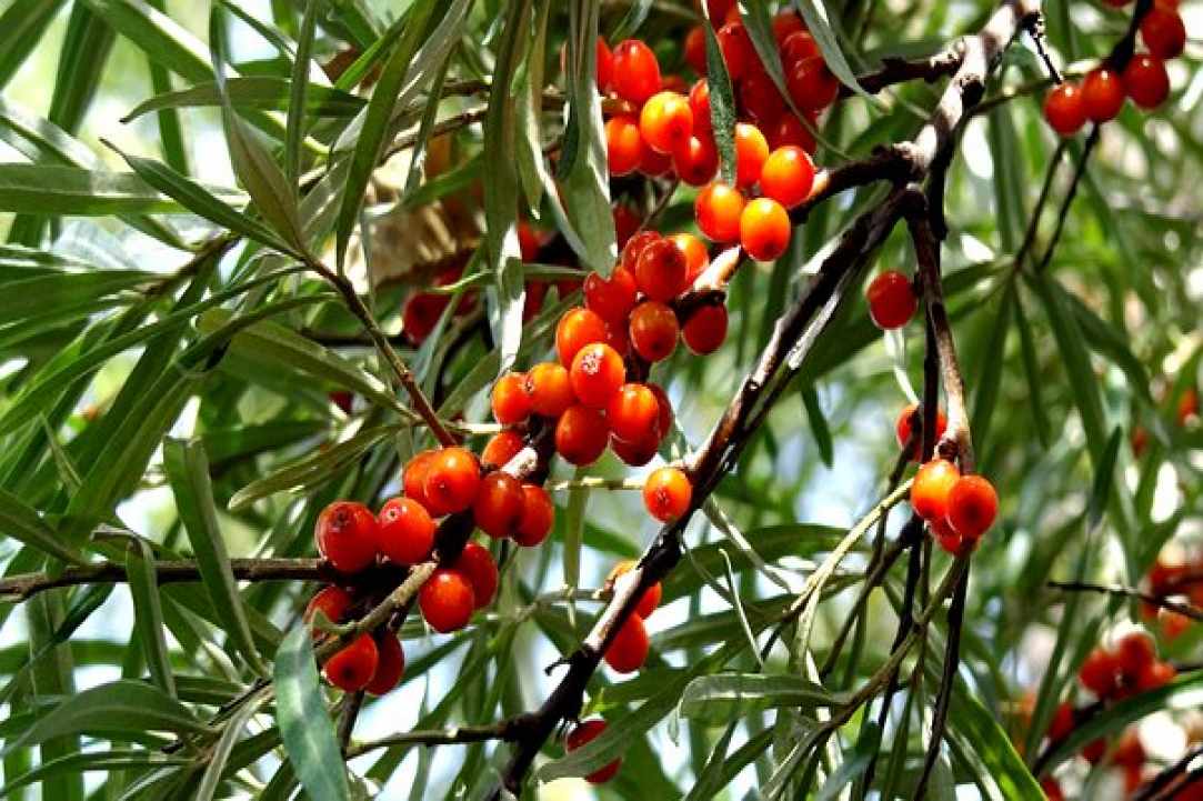 Sea buckthorn and its benefits