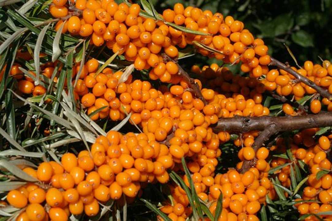 Sea buckthorn and its benefits