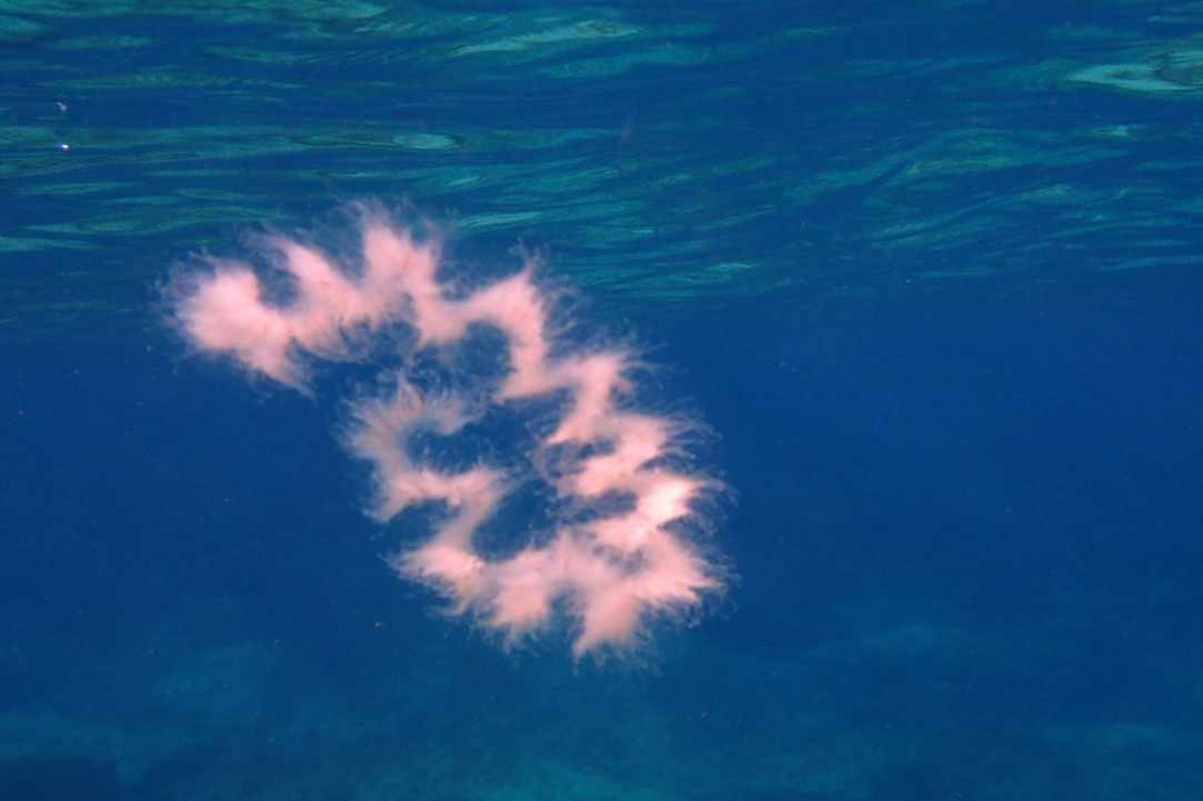 Jellyfish in Cyprus
