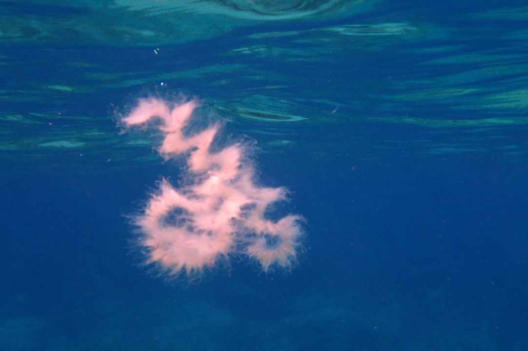 Jellyfish in Cyprus
