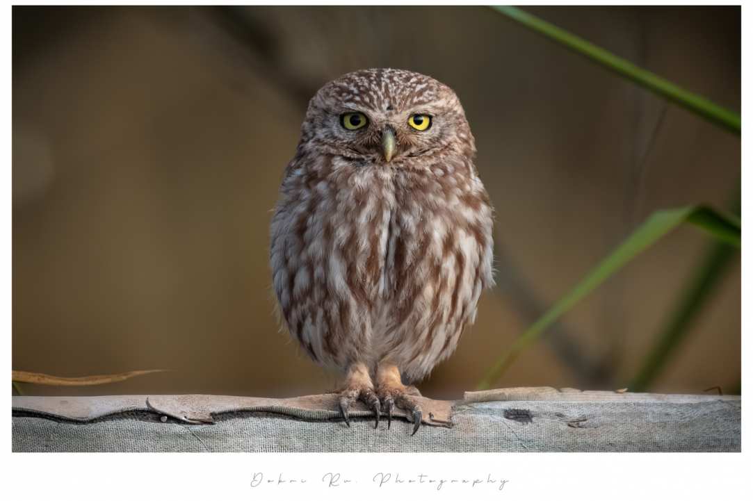 Birdwatching or Birding in Cyprus