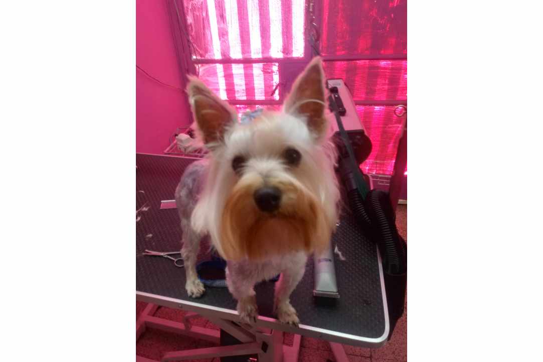 Kakariki Pet Shop in Limassol