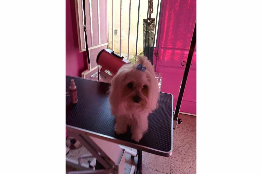 Kakariki Pet Shop in Limassol gallery image 1