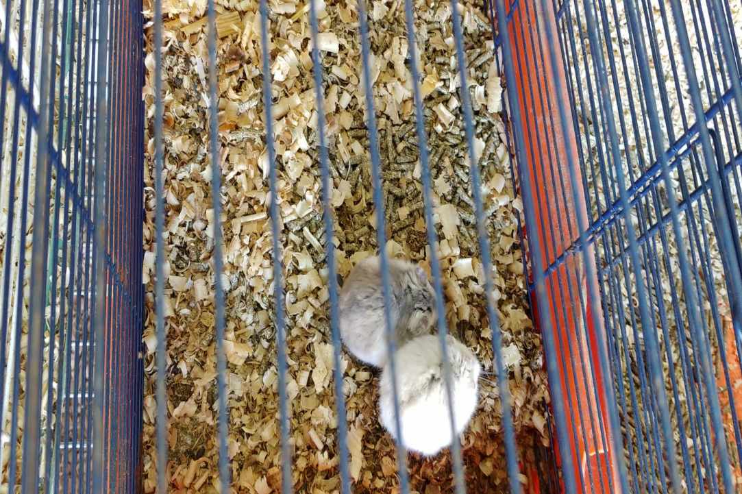 Kakariki Pet Shop in Limassol gallery image 3