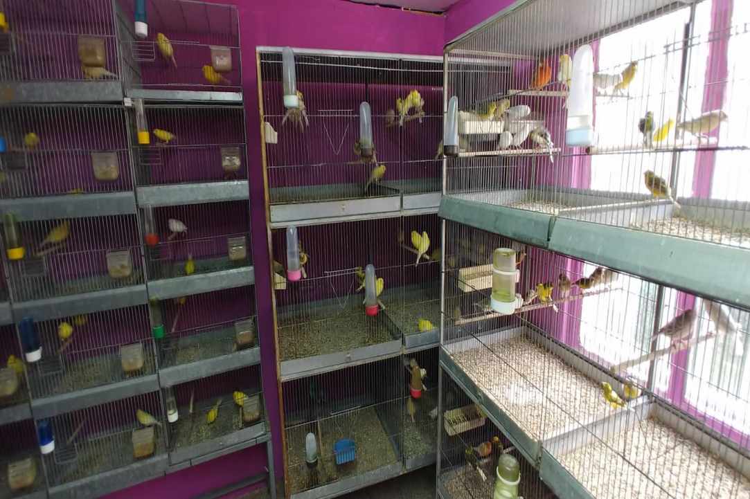 Kakariki Pet Shop in Limassol gallery image 2