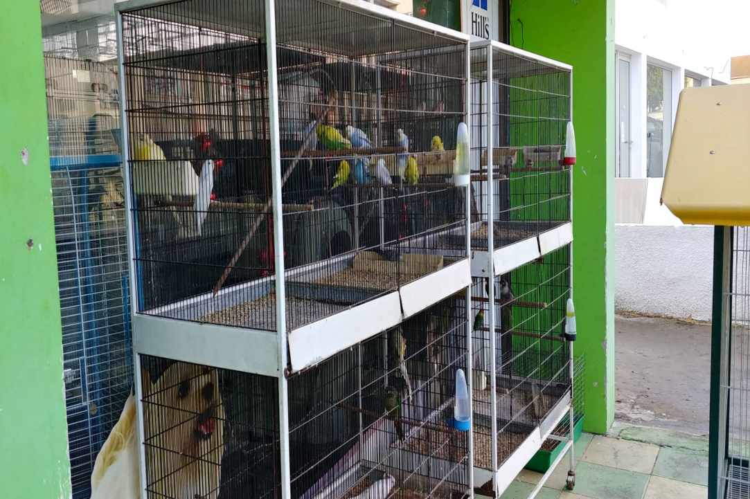 Kakariki Pet Shop in Limassol gallery image 4